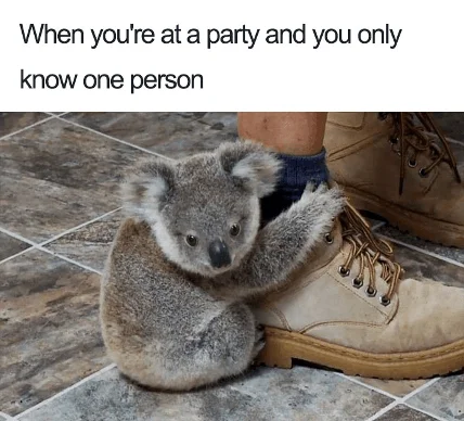 Introvert at a party koala