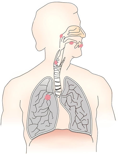 anatomy of throat vector image